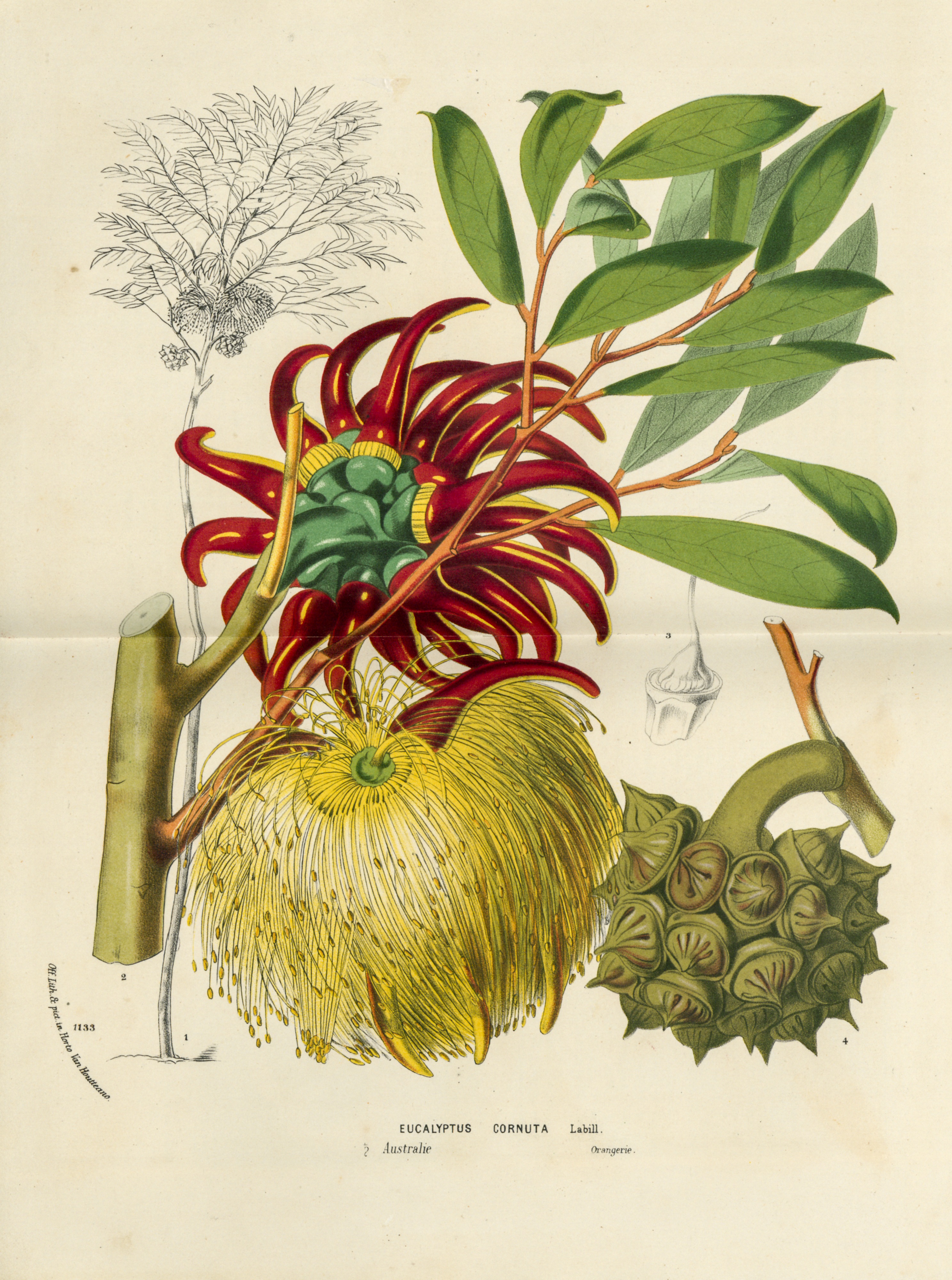 Eucalyptus cornuta 1875 Flore des serres et des jardins de l'Europe, Australian Library of Art, State Library of Queensland 