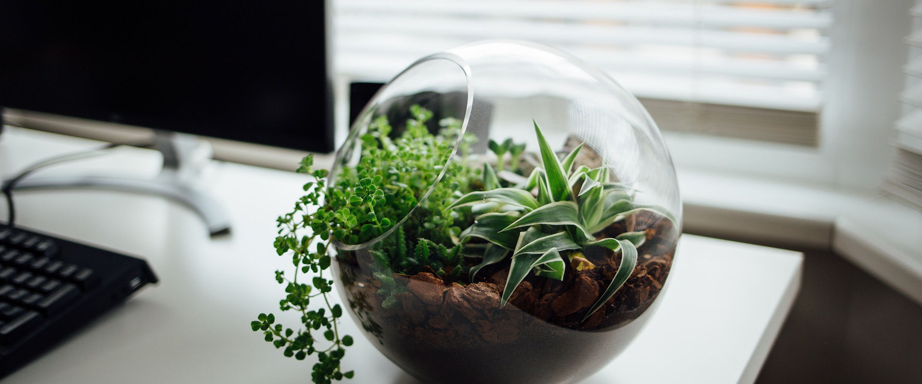 Terrarium filled with plants