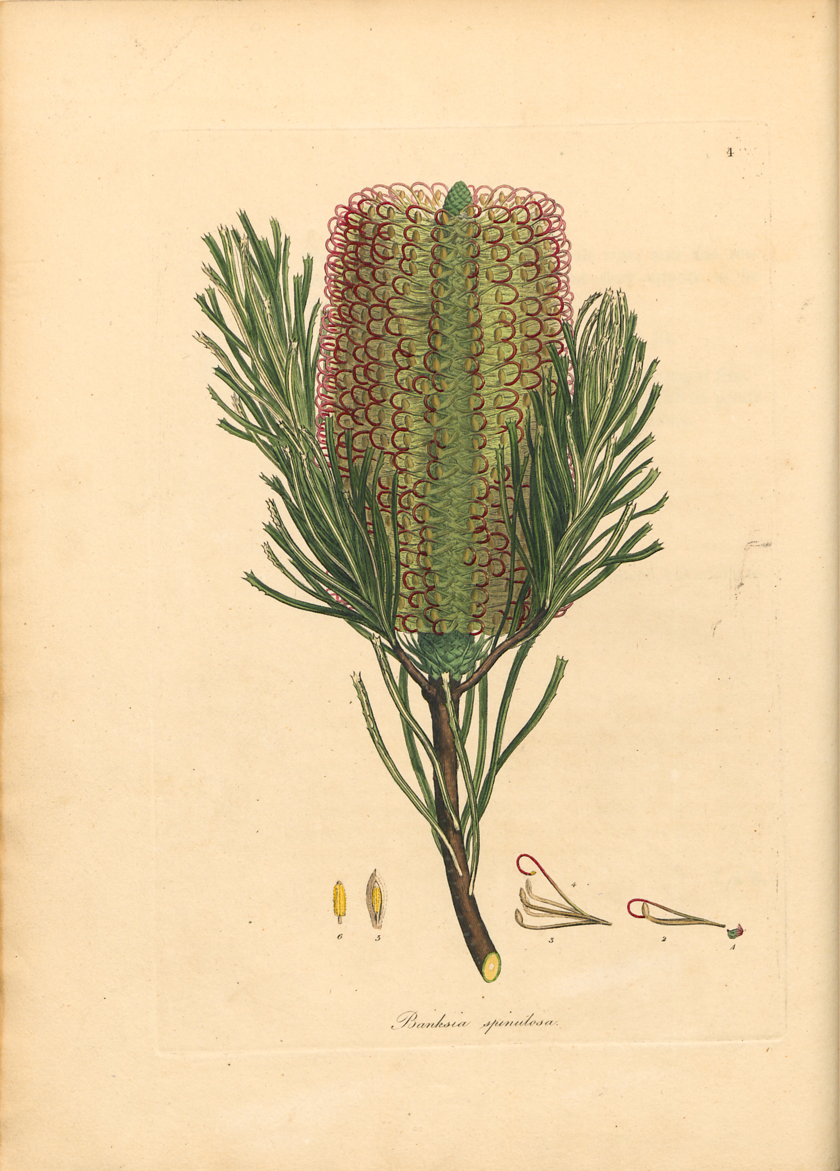 Banksia spinulosa 1793 A specimen of the botany of New Holland, Australian Library of Art, State Library of Queensland