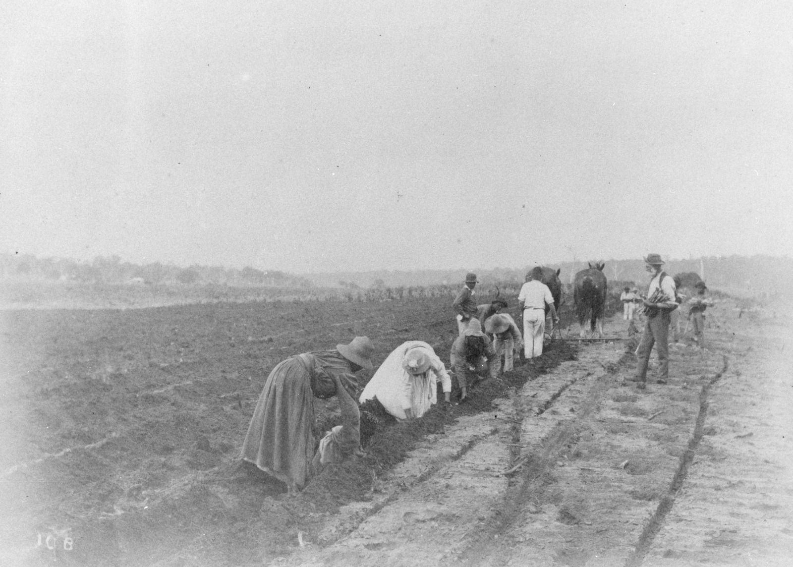 Australian South Sea Islanders planting sugar cane on a plantation