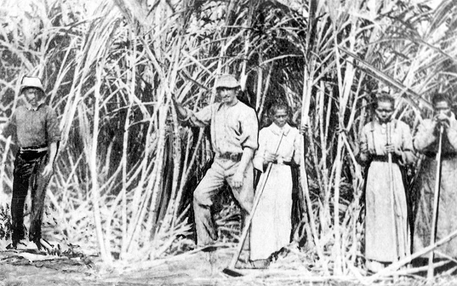 Australian South Sea Islanders standing in a sugar cane field in Queensland 