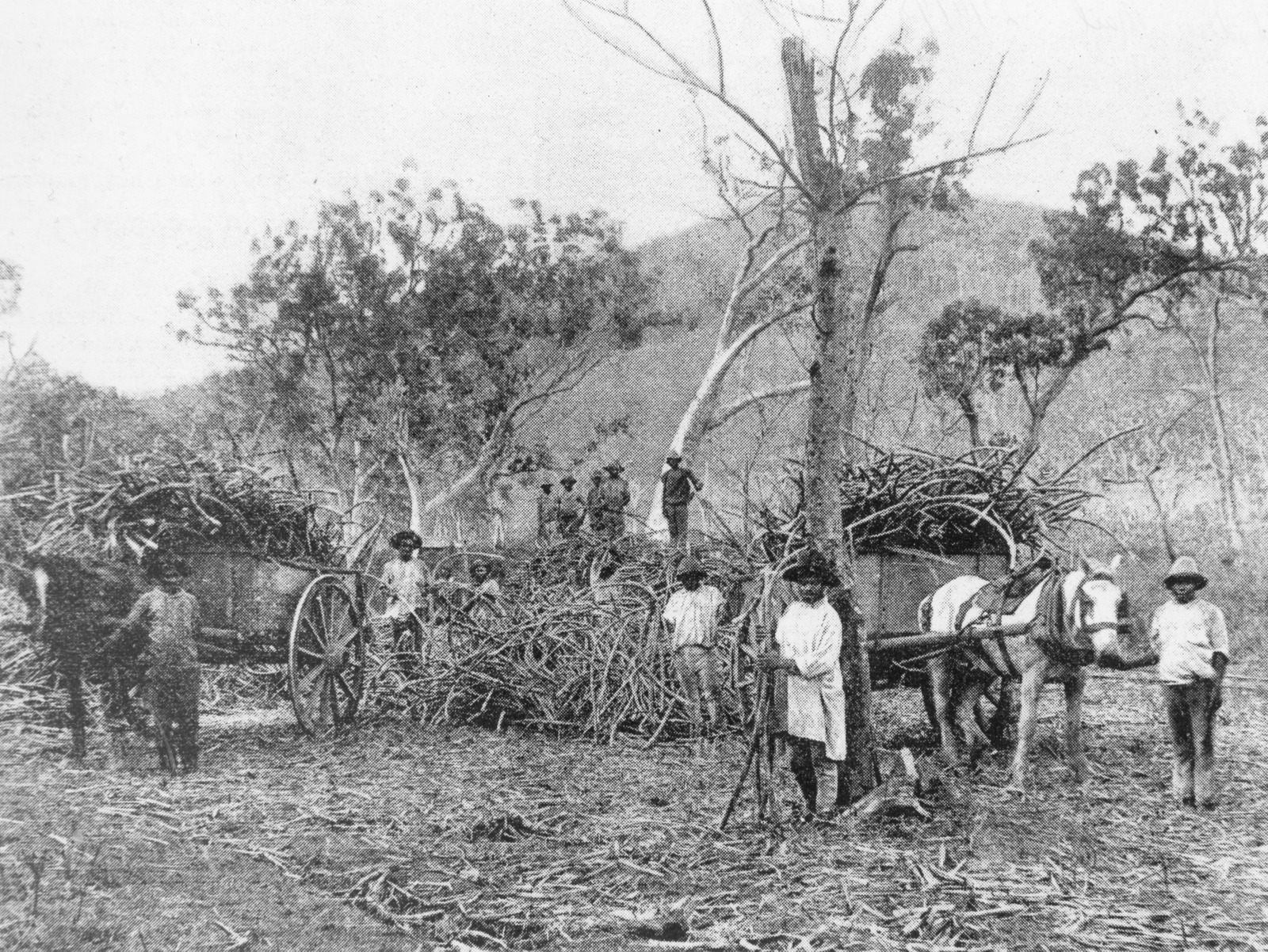 Australian South Sea Islanders with wagons loaded with sugar cane