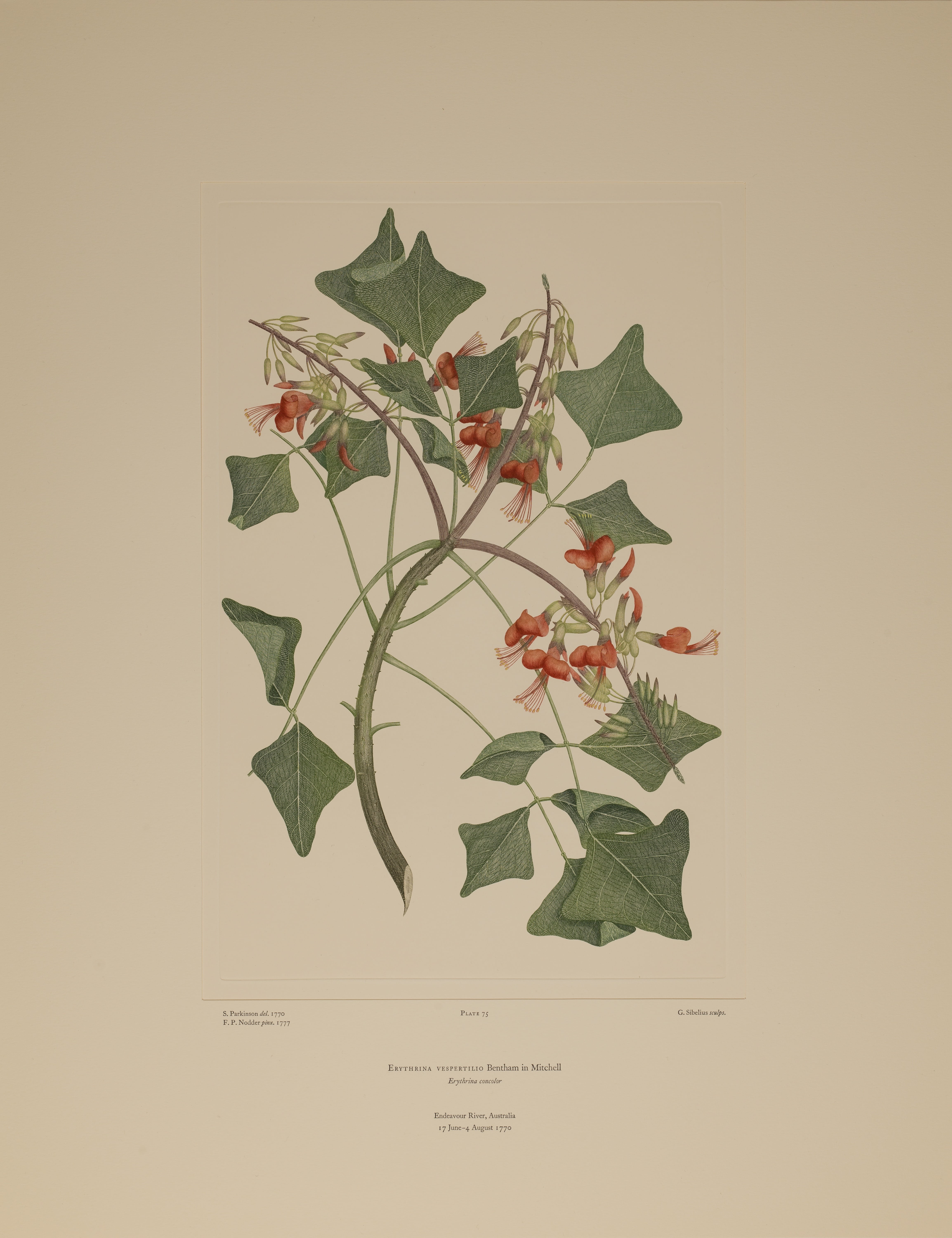 Banks' Florilegium, Erythrina vespertilio, Plate 75