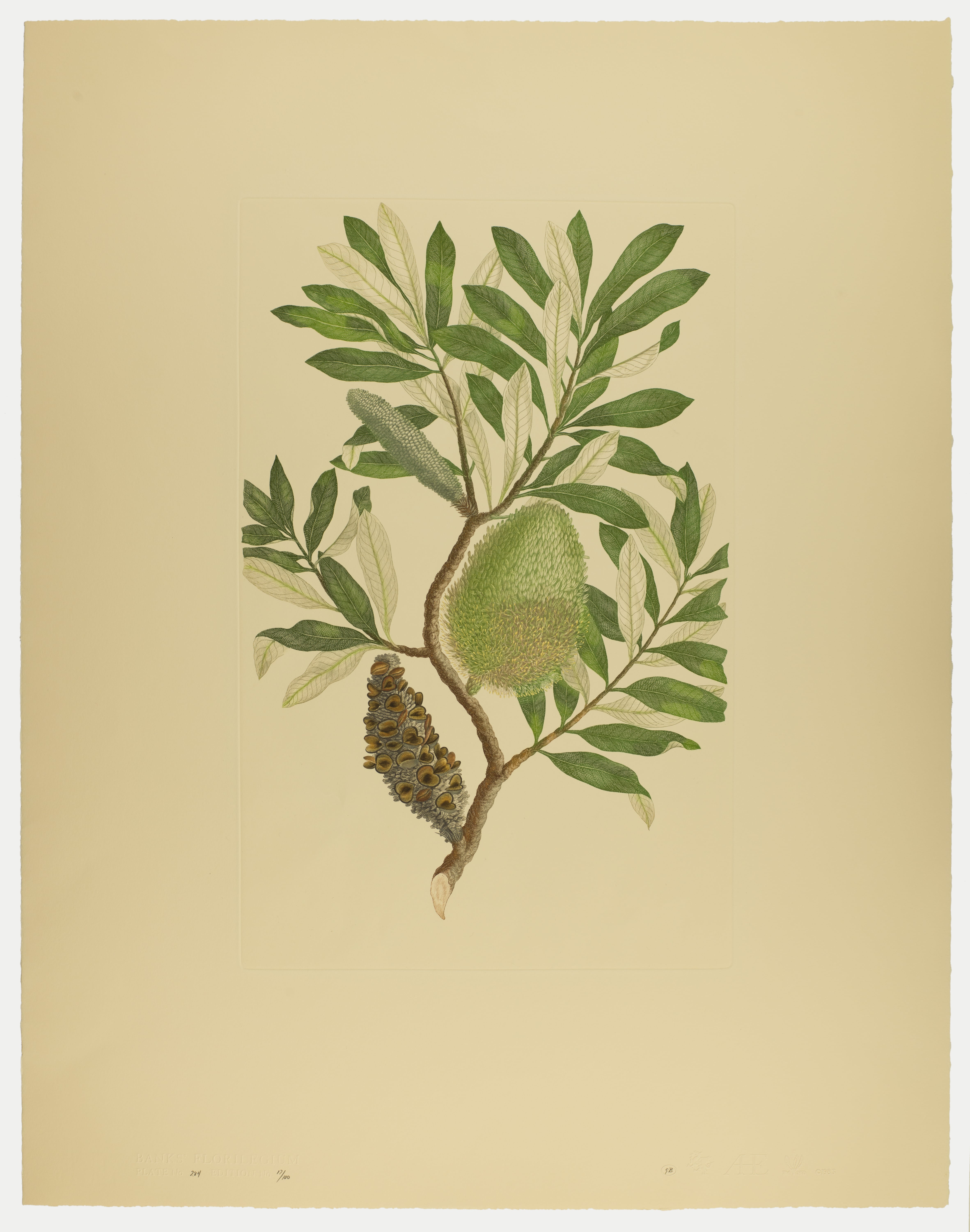 Banksia integrifolia, Plate 284