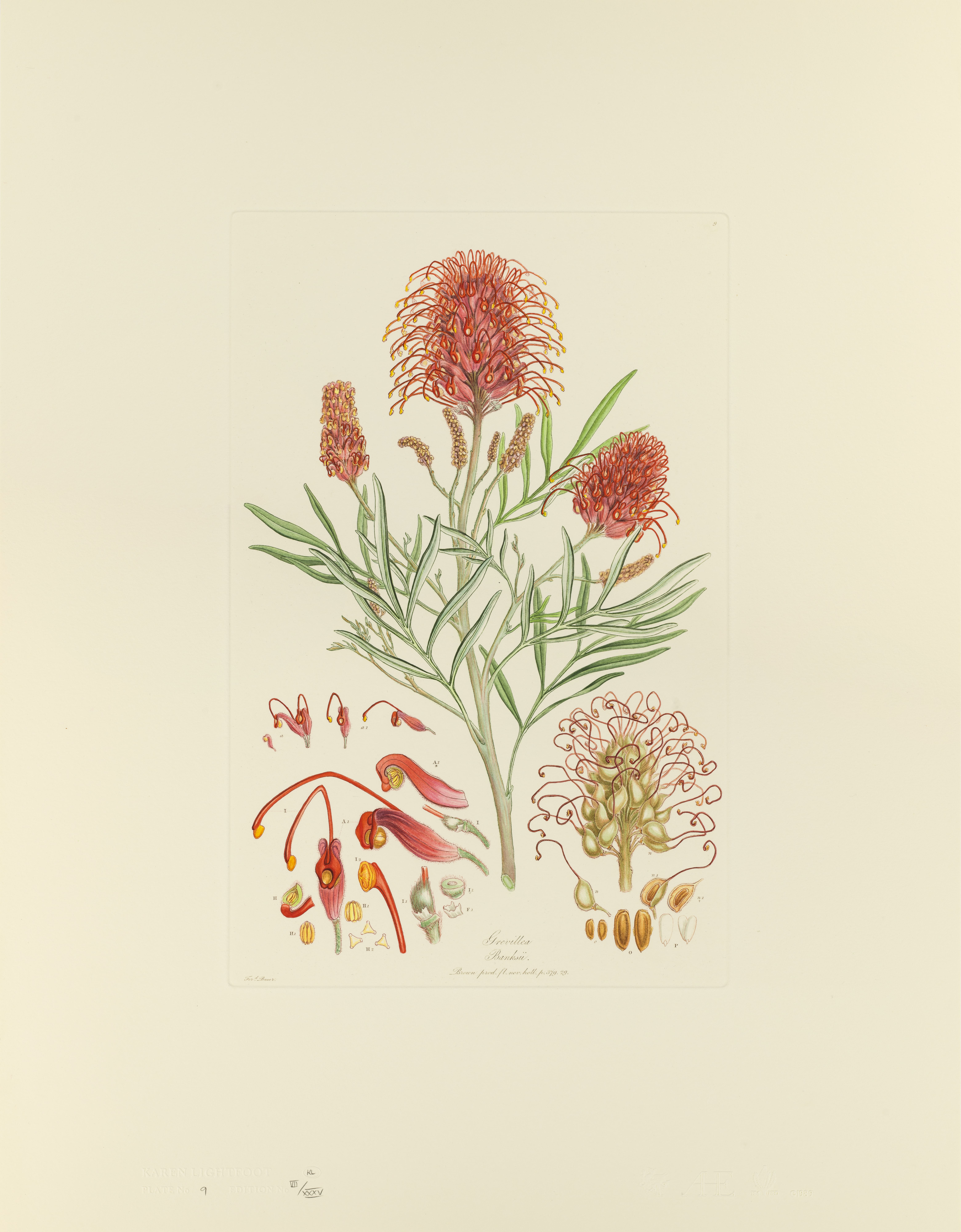 Grevillea banksii. Illustrationes florae Novae Hollandiae.
