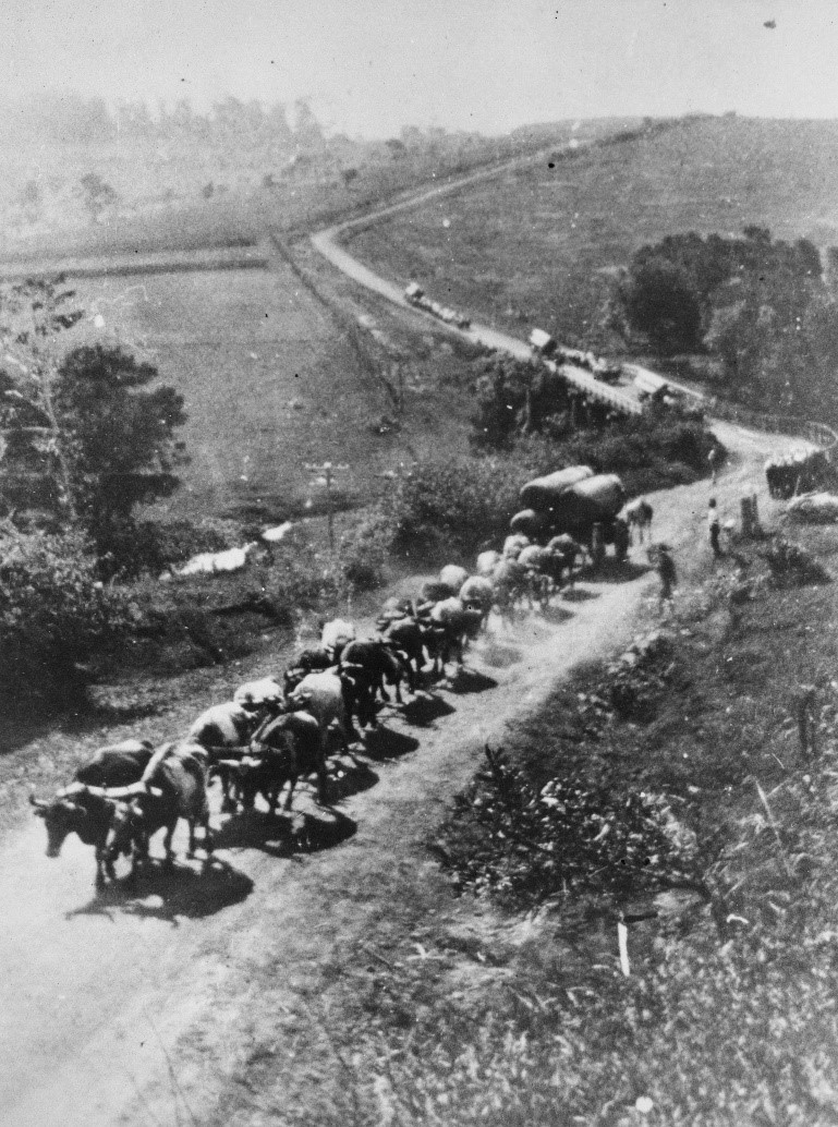 Bullock teams crossing the Blackall Range at Maleny.  There are a number of teams, each carrying heavy loads of logs. 
