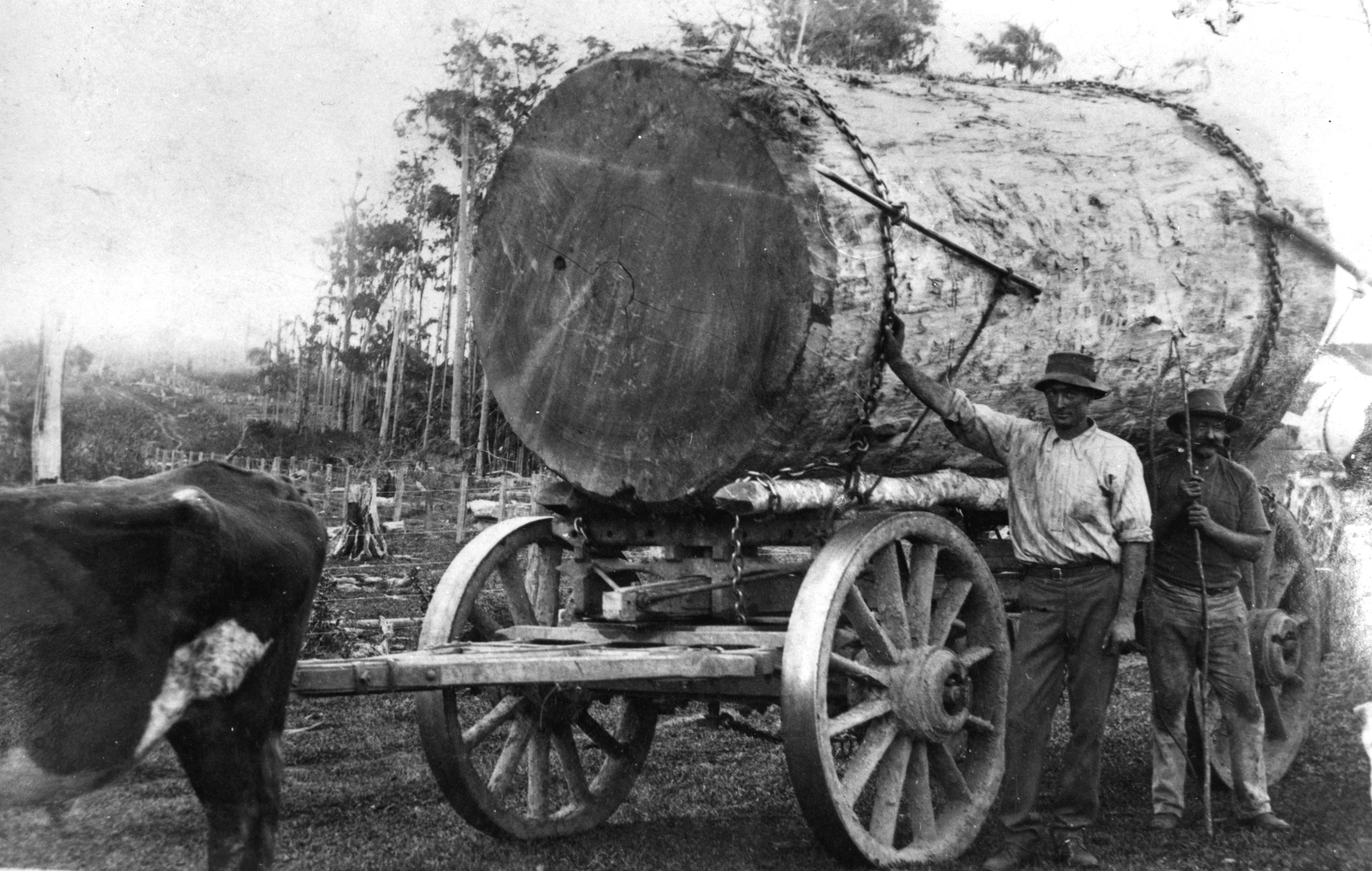 Bullock team transporting timber at Eumundi, Queensland, ca. 1895