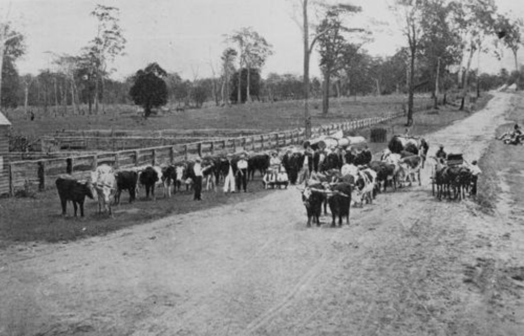 Auction sale of W. Litherland's bullock teams at Caboolture, 1907