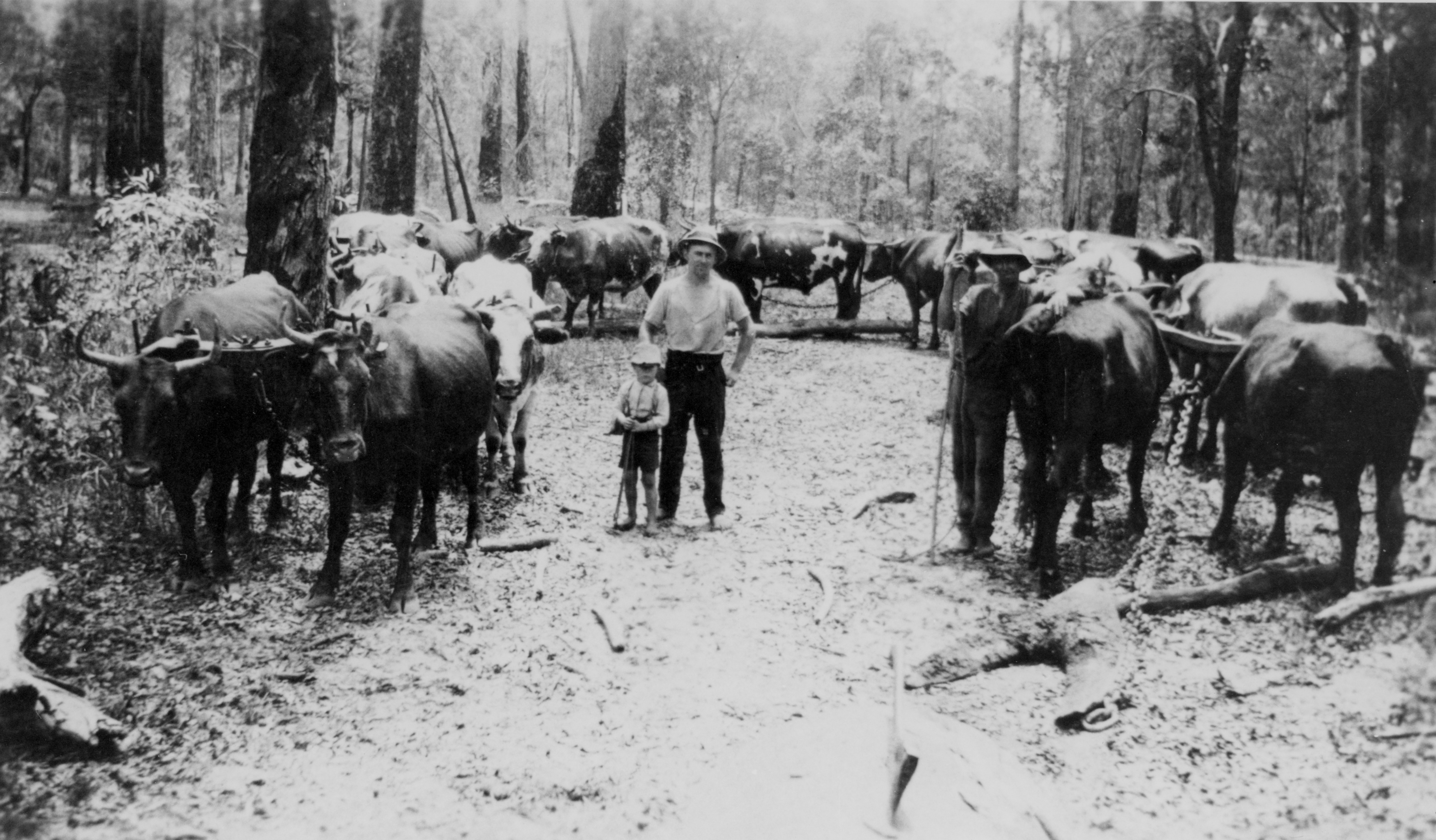 ‘Budge’ Miner and his son surrounded by their bullock team at Ringtail, Pomona, Queensland, ca. 1895