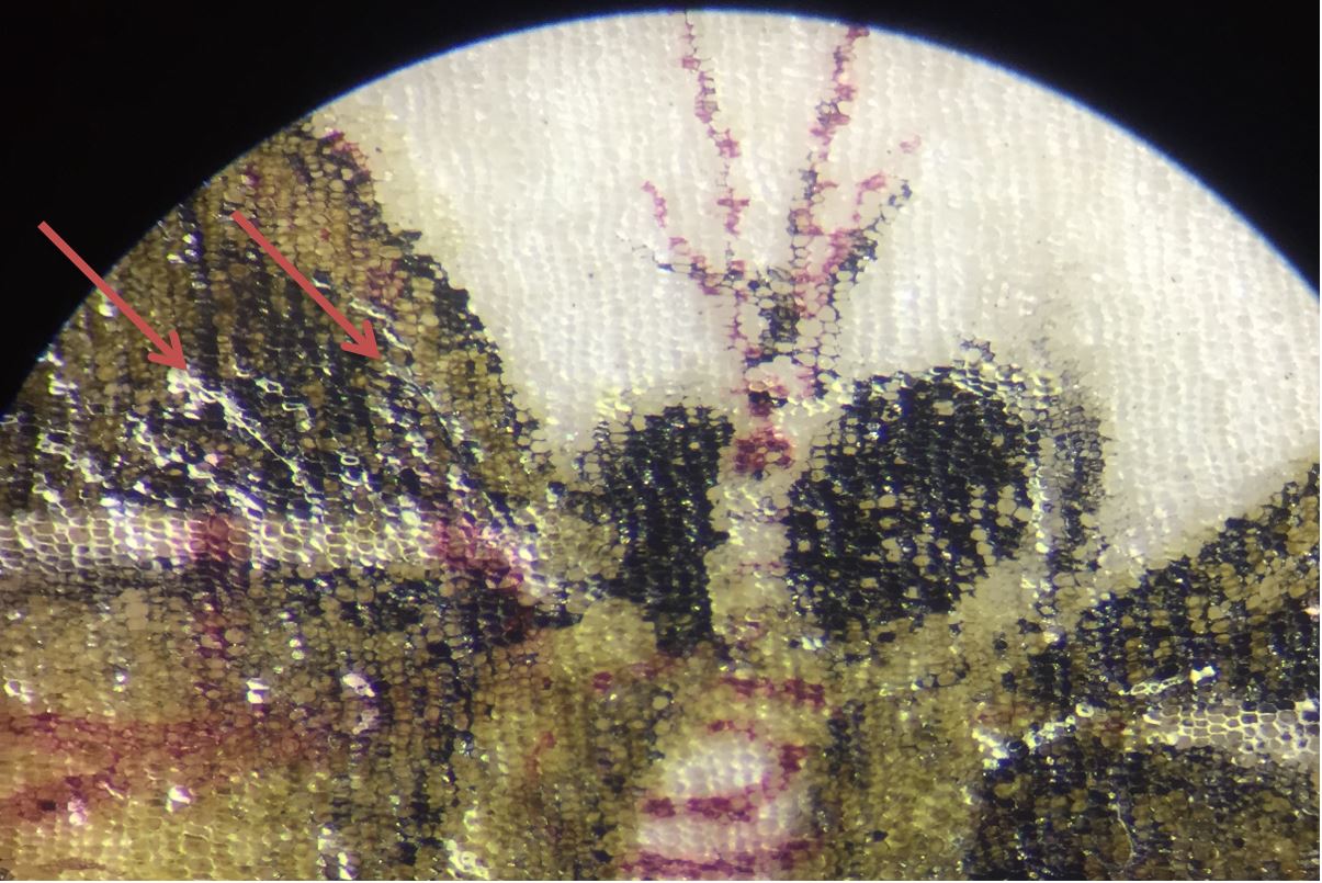 Some of the white lines are hairs from the artist’s paintbrush (208x magnification)