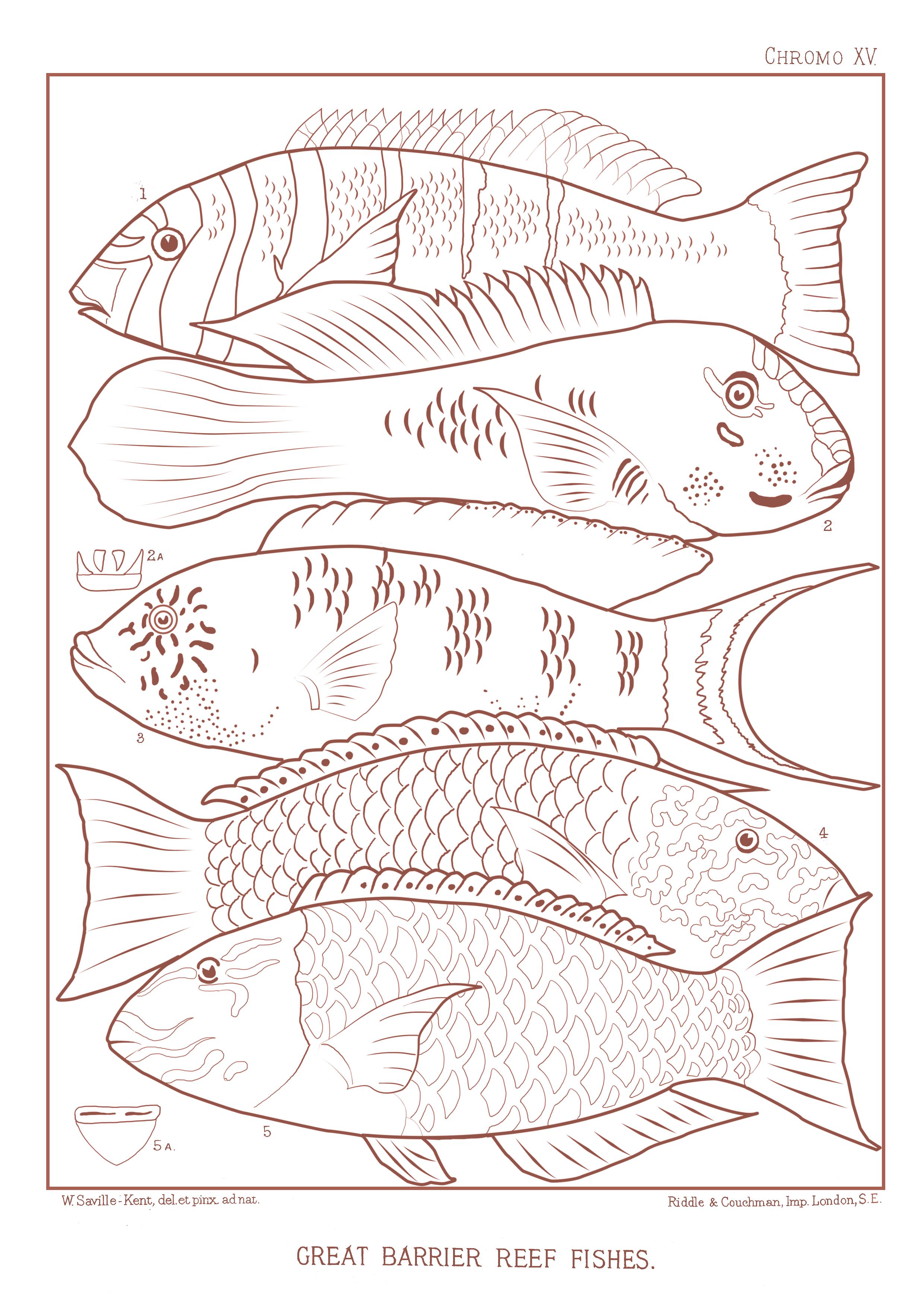 Drawing of 5 Great Barrier Reef fish.