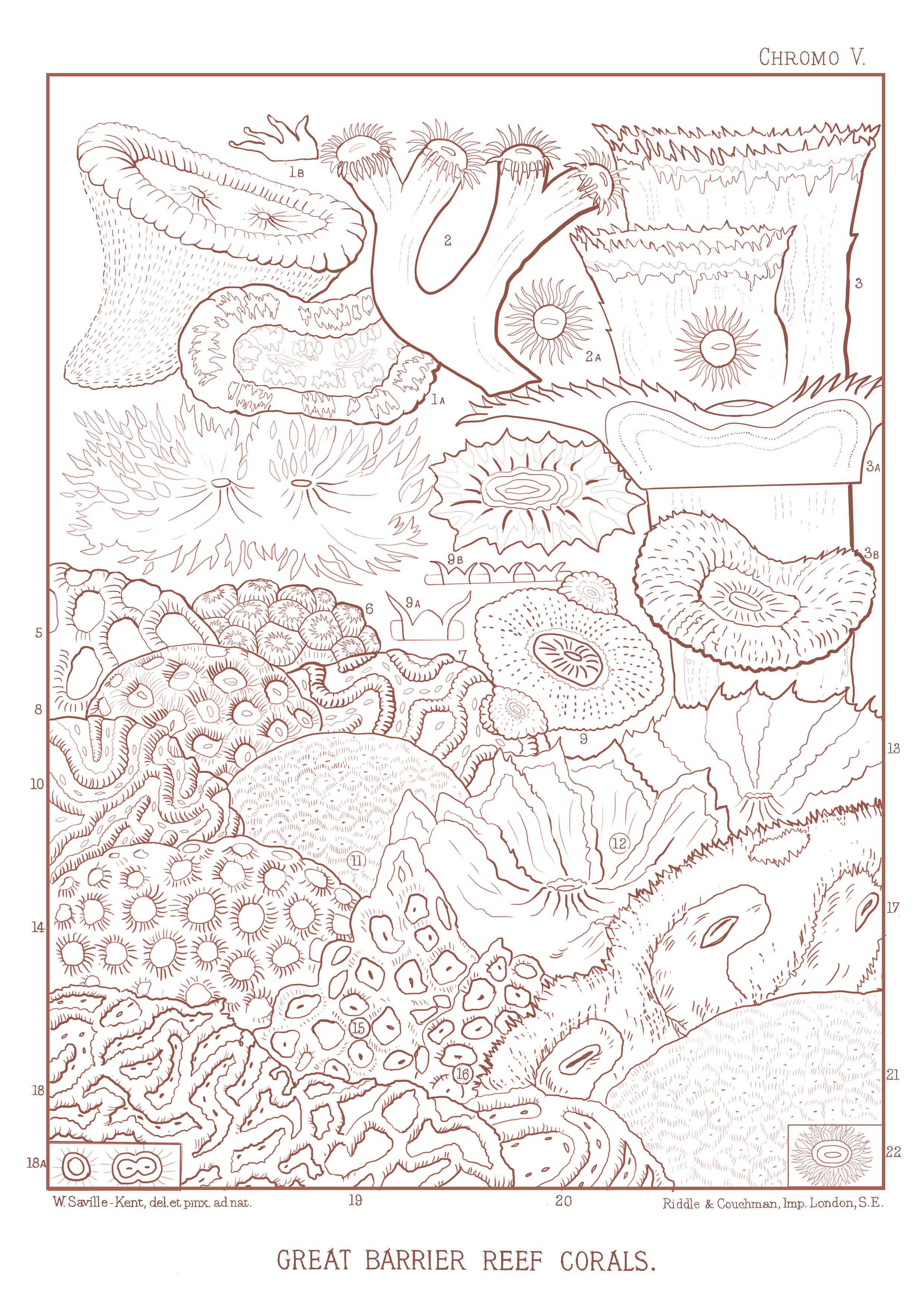 Drawing of Great Barrier Reef Corals