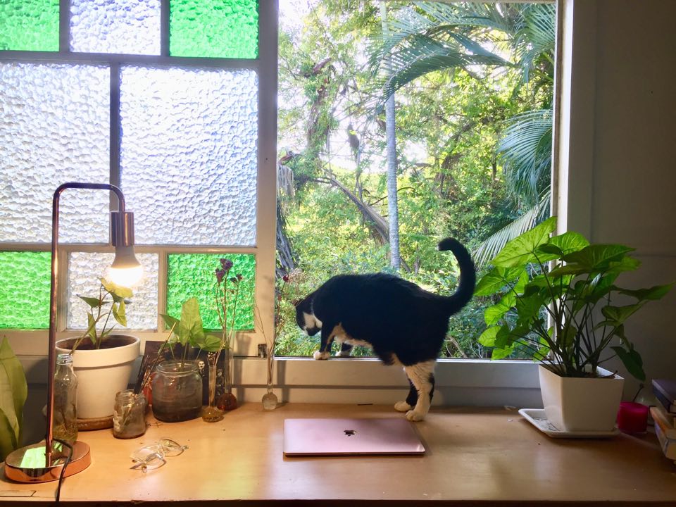 A desk facing out to an open window. A laptop sits on the desk and a black-and-white cat peers out of the window.