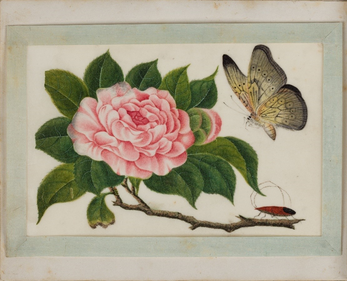 After conservation, the 12 paintings on pith ‘paper’ were re -attached with hinges made of Japanese paper to their silk ribbon borders. They were then attached with paper hinges back onto their respective album pages.  
