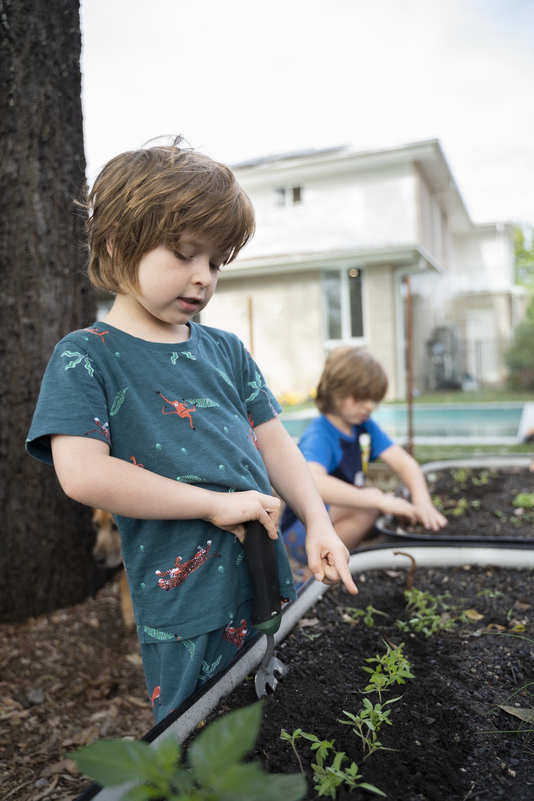 Children gardening at home in Ferny Grove during the Covid-19 pandemic, April 2020