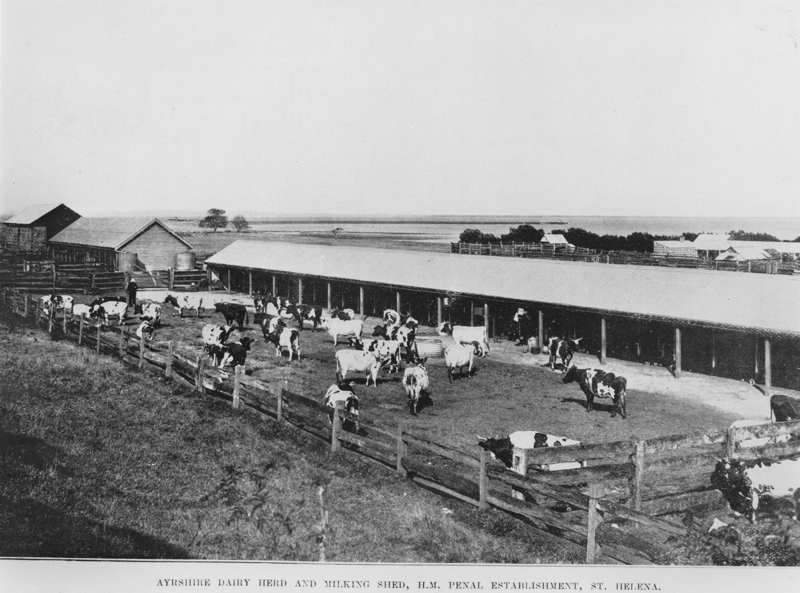 Ayrshire dairy herd and milking shed on St Helena Island, 1910.