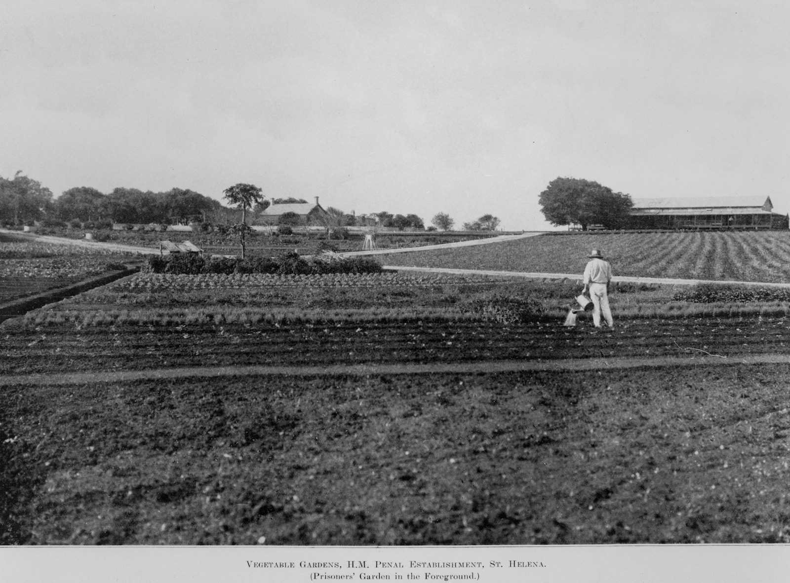 Vegetable gardens H.M. Penal Establishment St. Helena (Prisoners garden in foreground), 1911. 