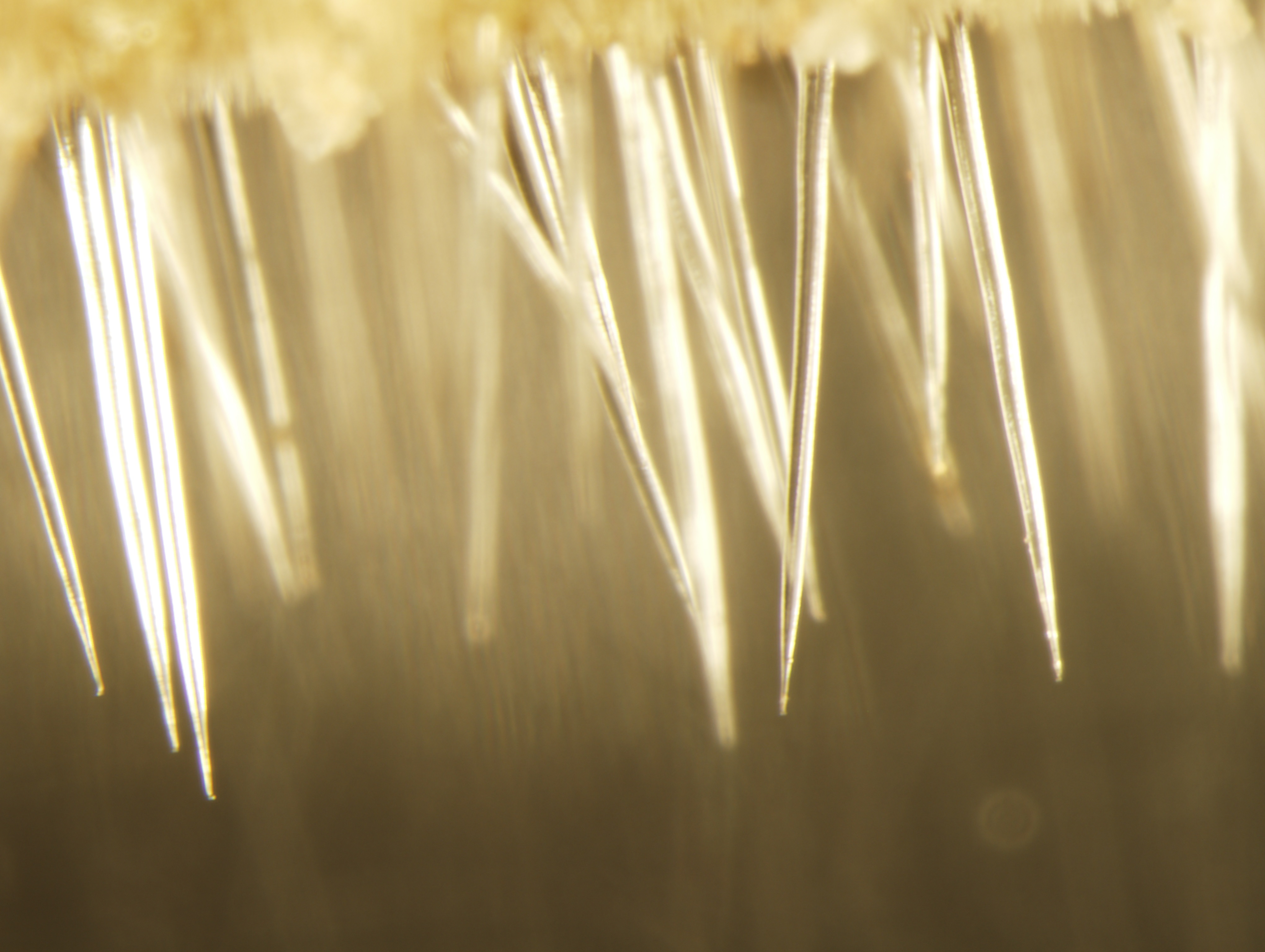 Needle-like hairs of Dendrocnide moroides. 