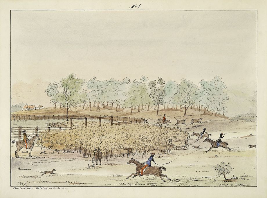 George Knight Erskine Fairholme (1822–1889), Australia. Driving in the herd, c.1845 [No. 1] Hand-coloured lithograph, John Oxley Library, State Library of Queensland ACC: 5753