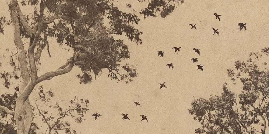 Heinrich Muller, Staff picnic in the Darling Downs area (Detail of hand painted birds), From Davenport Album, 1877, John Oxley Library, State Library of Queensland. ACC: 9949