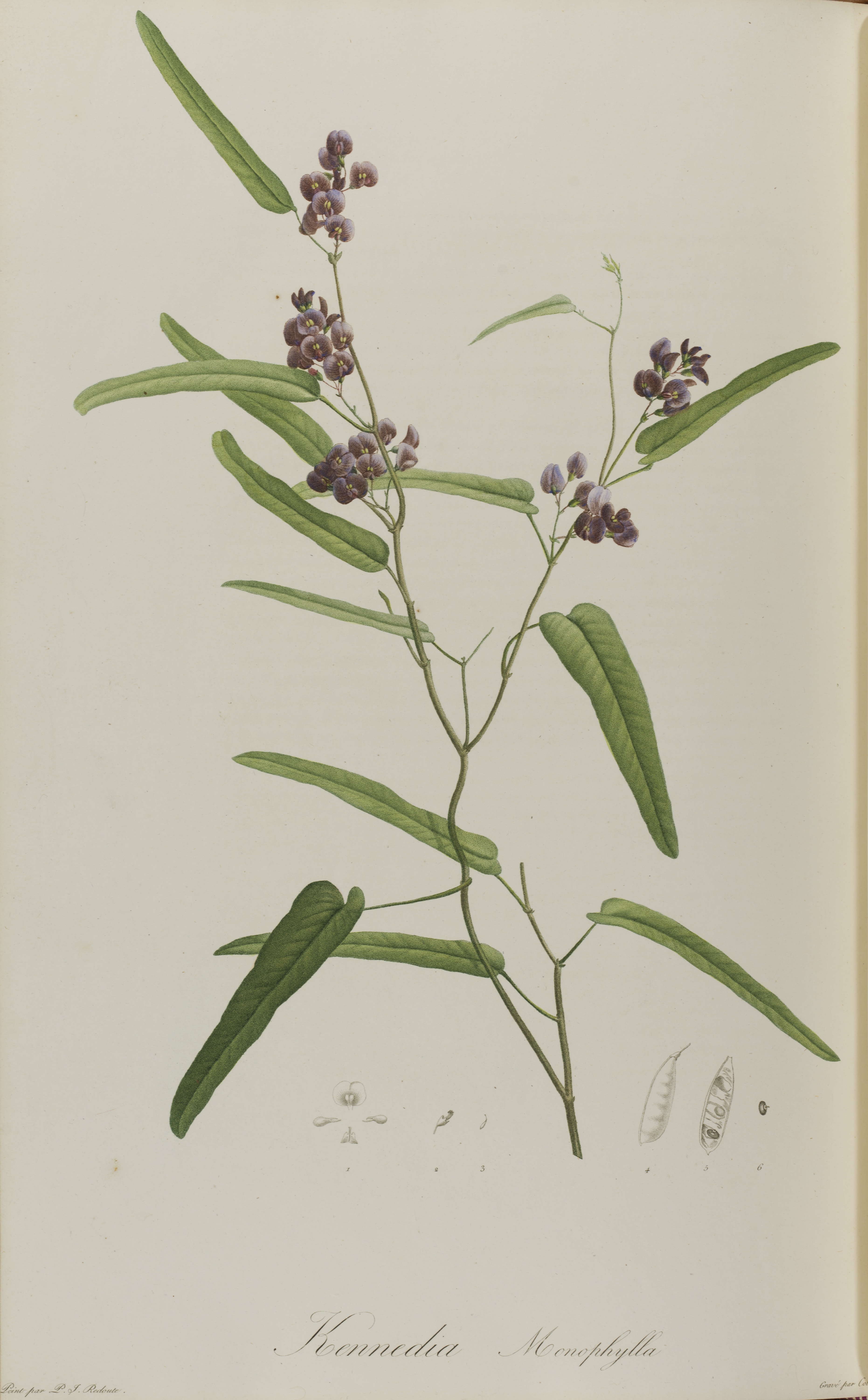 Hardenbergia violacea. Jardin de la Malmaison by E. P. Ventenat, 1803. 