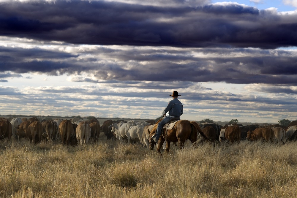 Don Rayment bronco branding cattle in the Hazel Yards at Adria Downs Station, Queensland, 2013