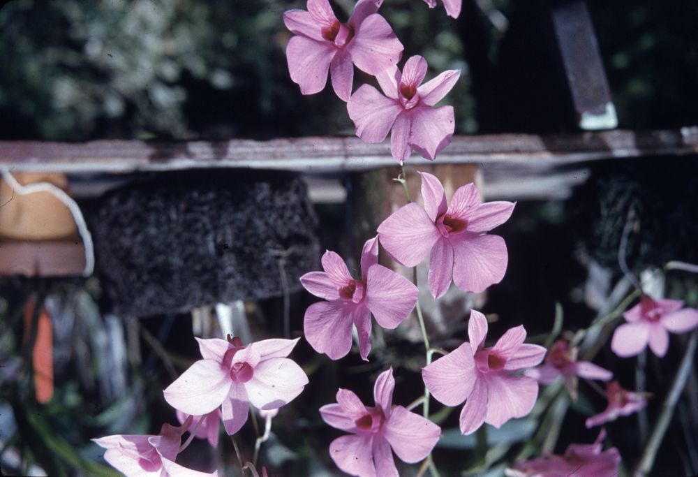 Cooktown orchids