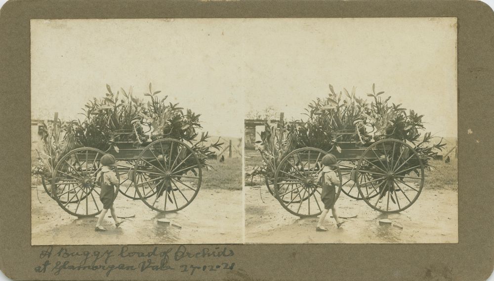 Orchids on a cart at Glamorgan Vale, Queensland, December 1921.