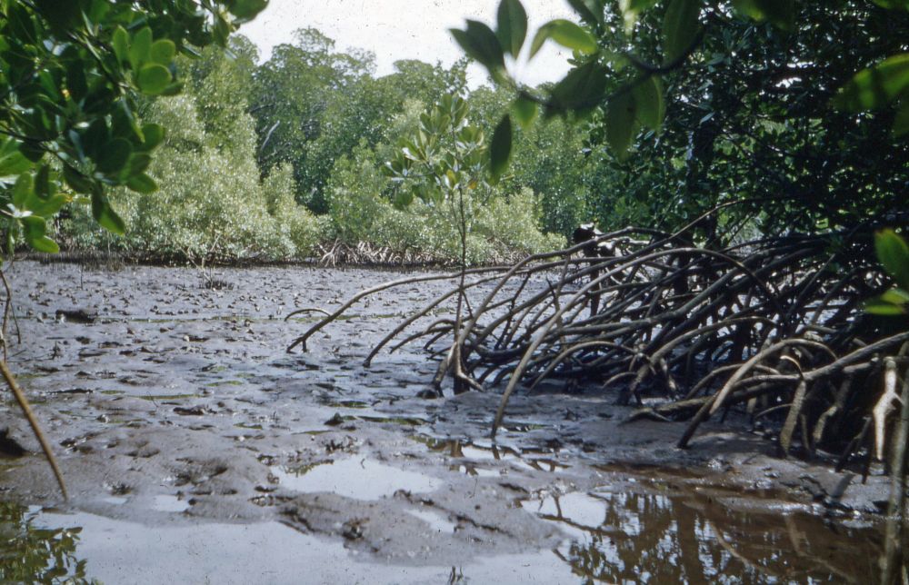 Mangrove roots in the mud at low tide on Low Island, Queensland, 1954