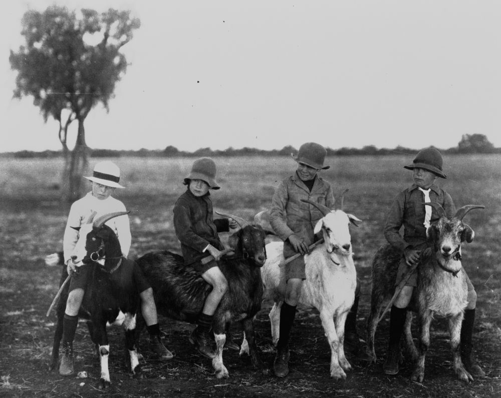 Four boys riding goats at Isisford, Queensland, ca. 1918