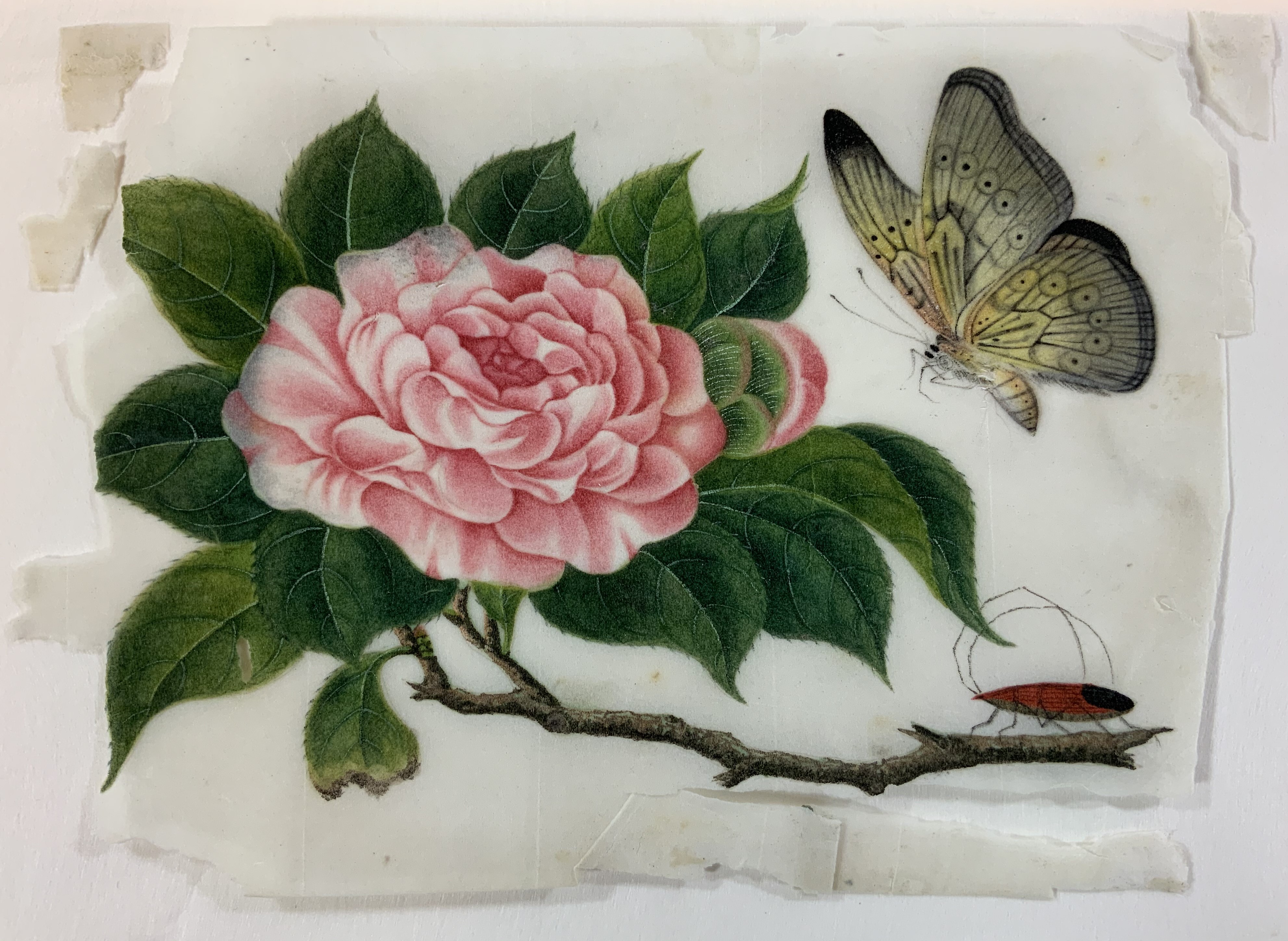 29367 Botanical Gouaches on Pith Paper Album ca. 1840