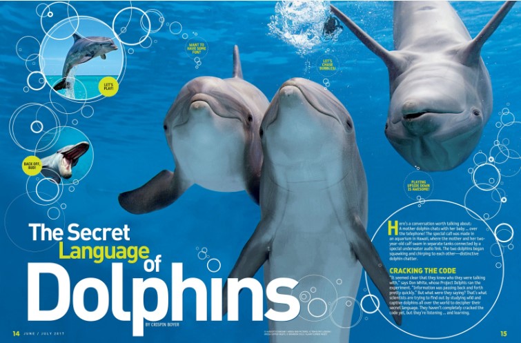 Text "The Secret Language of Dolphins" and 3 dolphins underwater