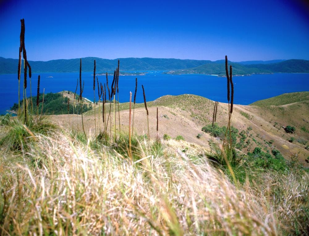 Panoramic views from a grass-treed ridge on South Molle Island to the Whitsundays, North Queensland, 1985
