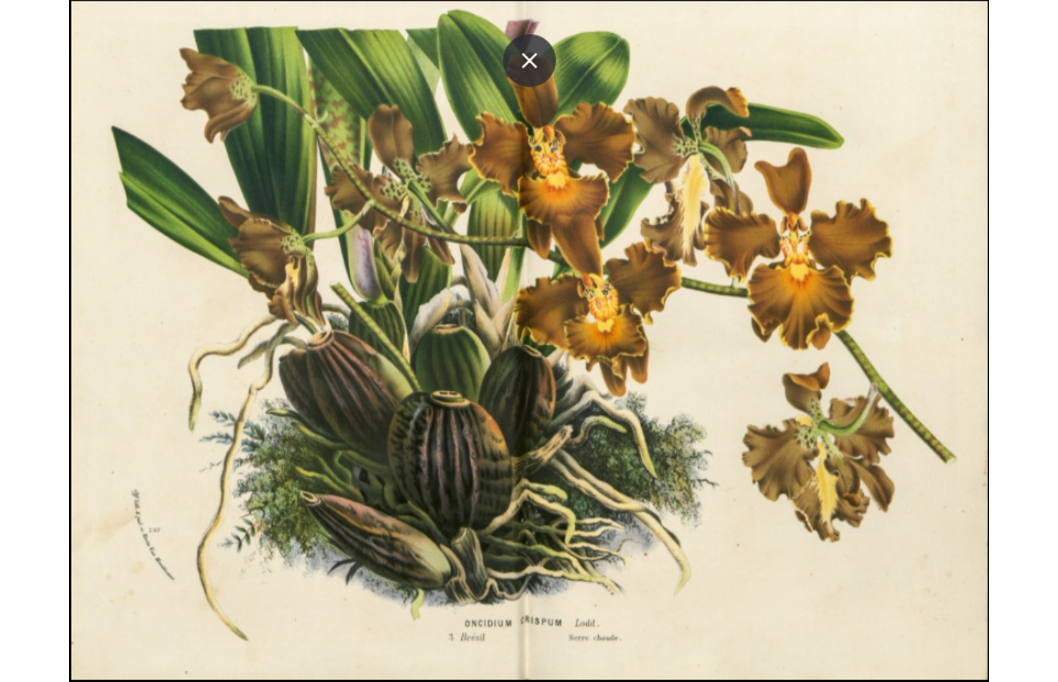 Oncidium crispum, an orchid endemic to Brazil, advertised in volume 21 of Flore des serres.