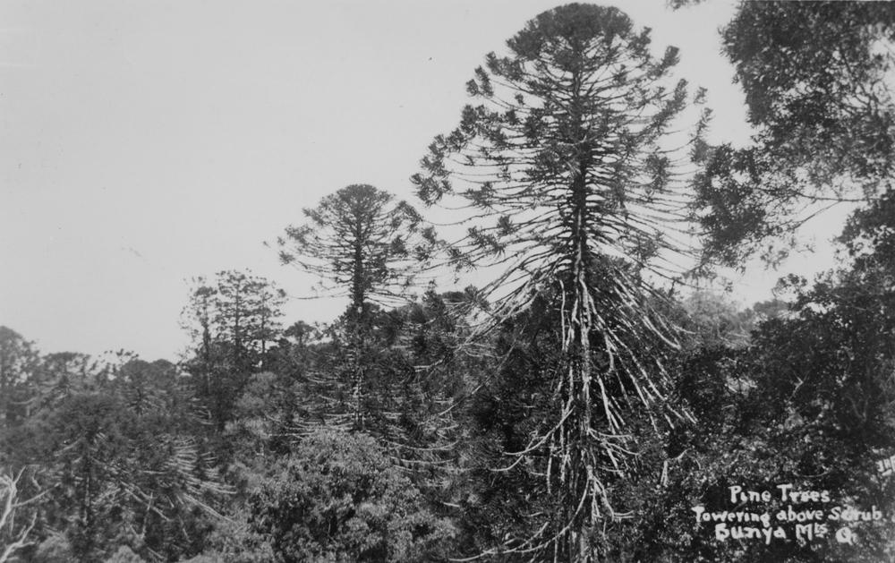 Pine trees towering above scrubs, Bunya Mountains, ca. 1920