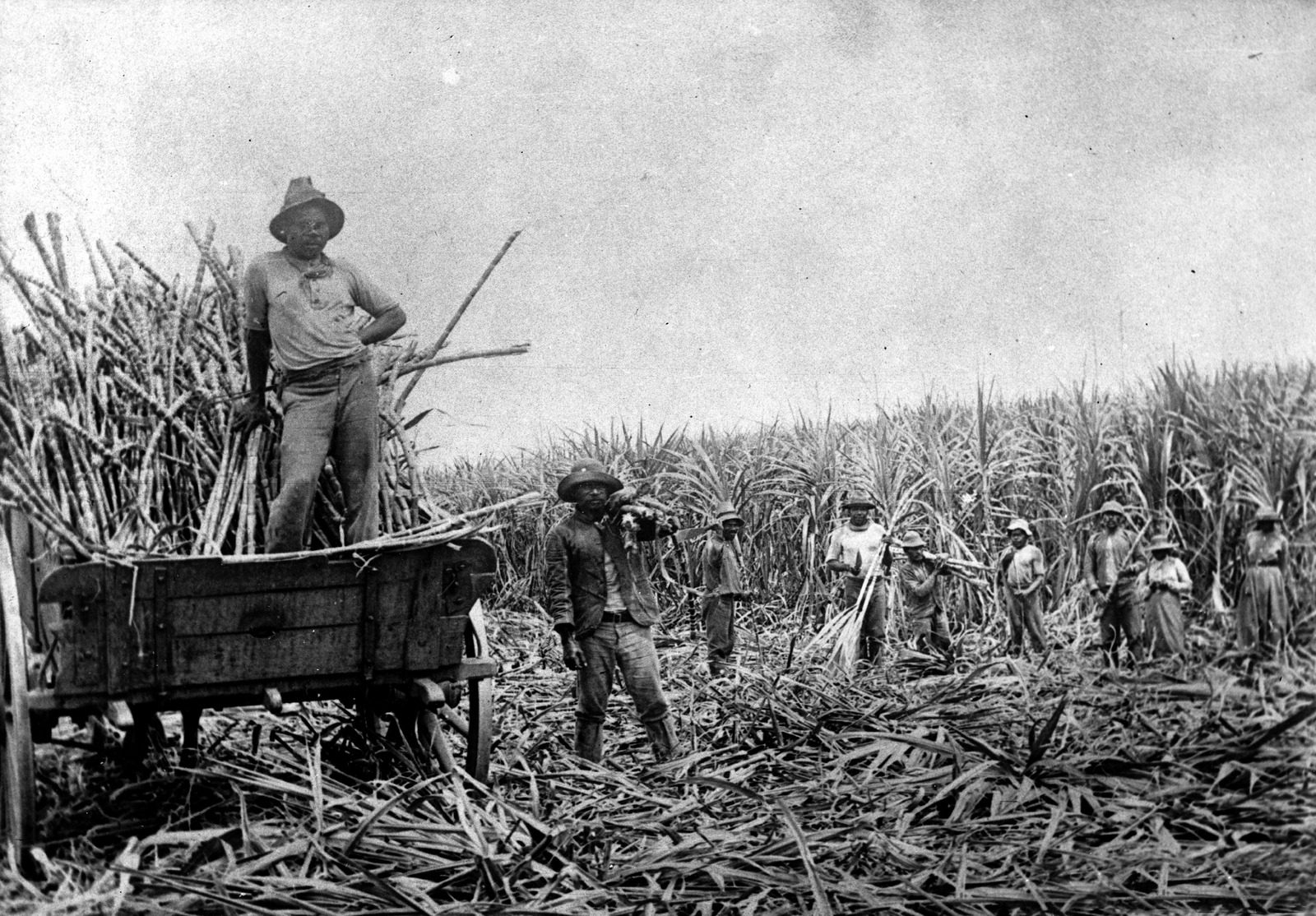 South Sea Islanders working on a sugar cane plantation