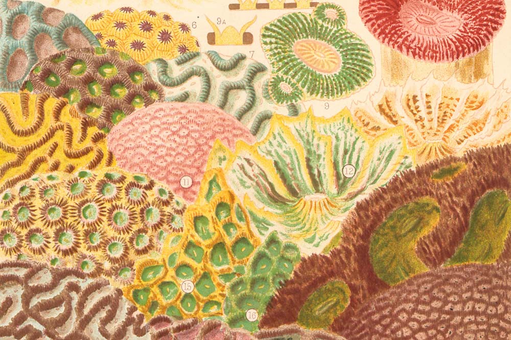 Colour plate V, illustrated in The Great Barrier Reef of Australia: its products and potentialities, 1893