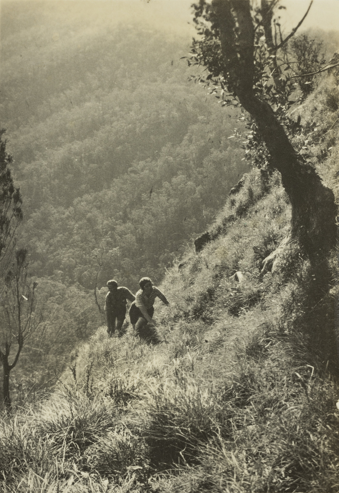 Two bushwalkers climbing a steep hill in Lamington National Park, 1937.