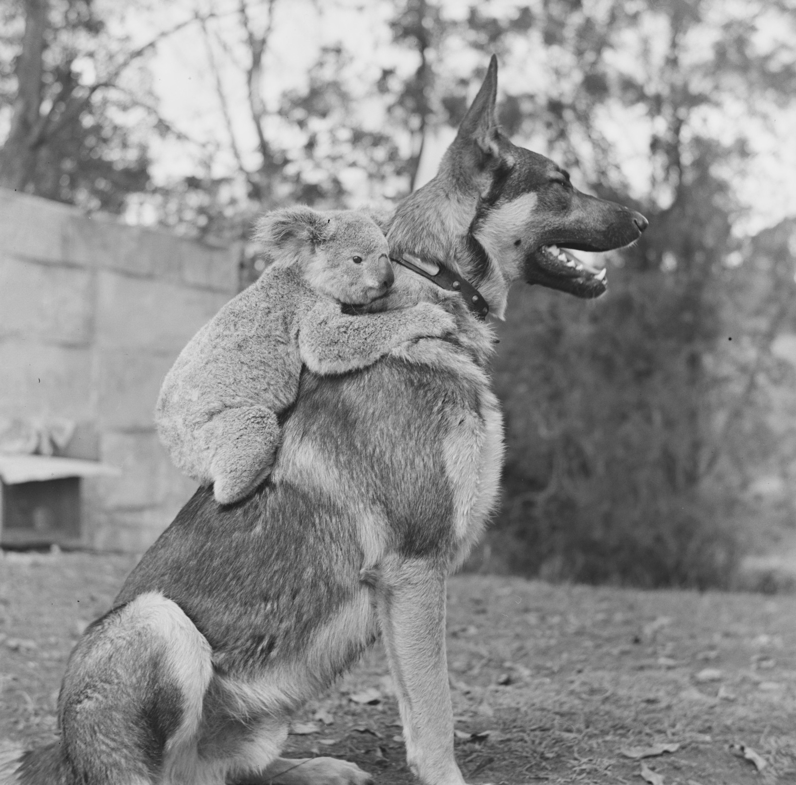 German Shepherd dog carries a Koala on its back