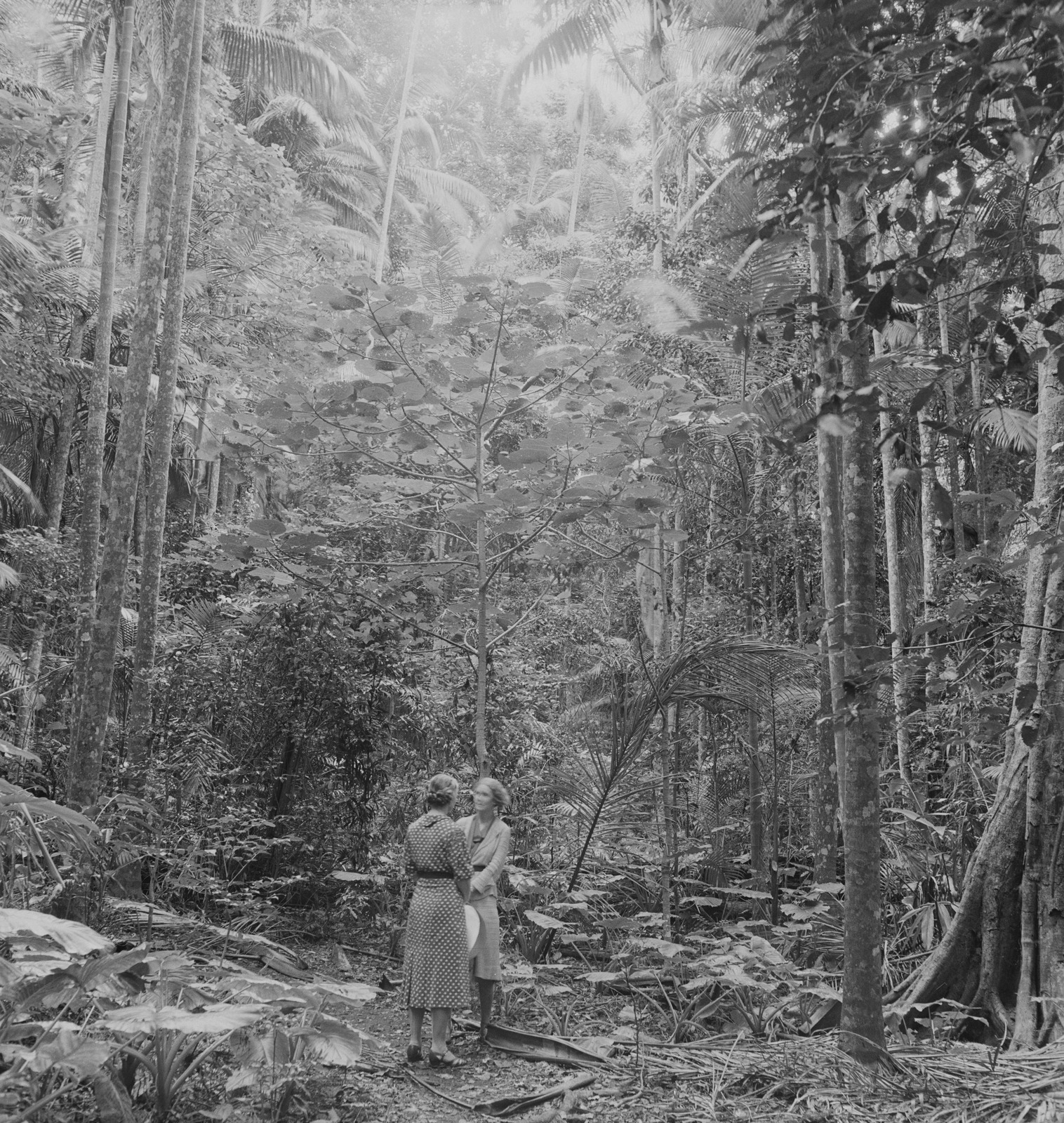 Two women in a clearing amongst palms in the grove at Tamborine.