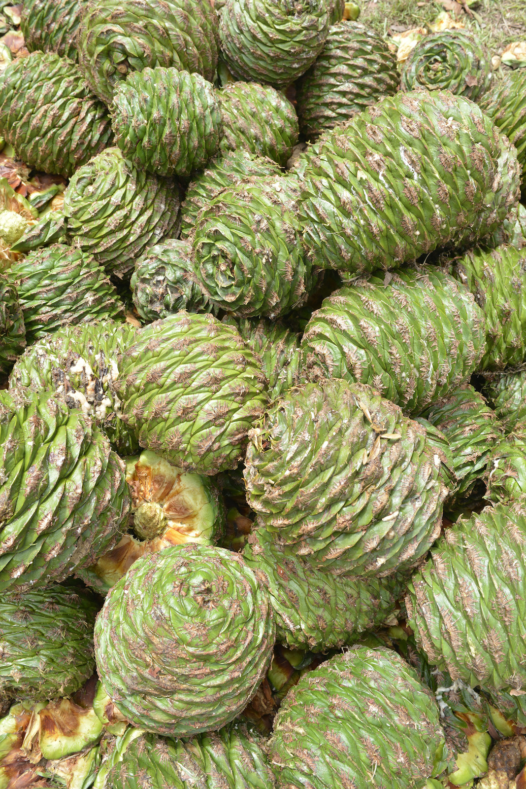 Mound of bunya cones at the Bunya Dreaming Festival, 26 January 2020