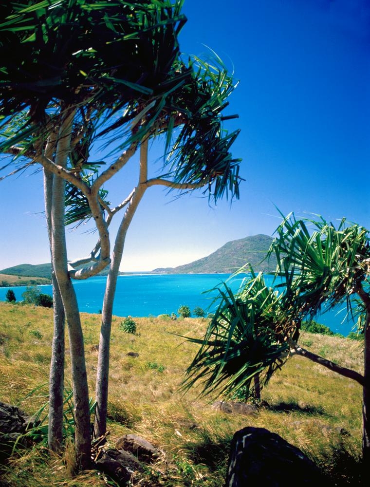 View of Lindeman Island through wind swept pandanus palms, Queensland, 1985