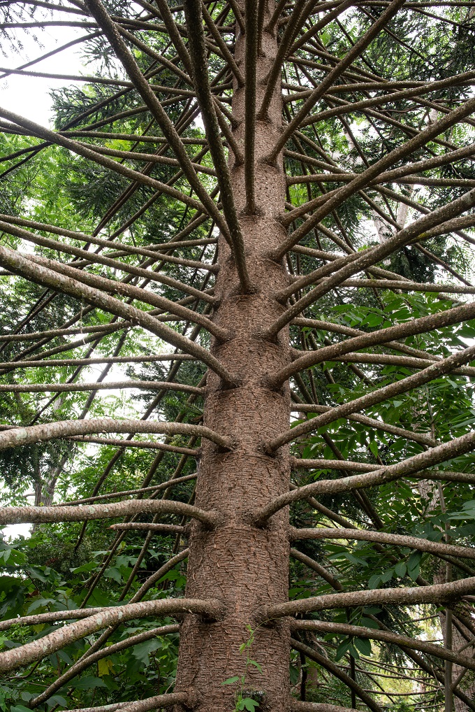 Trunk and branches of a Bunya tree at Woodford, 13 March 2021