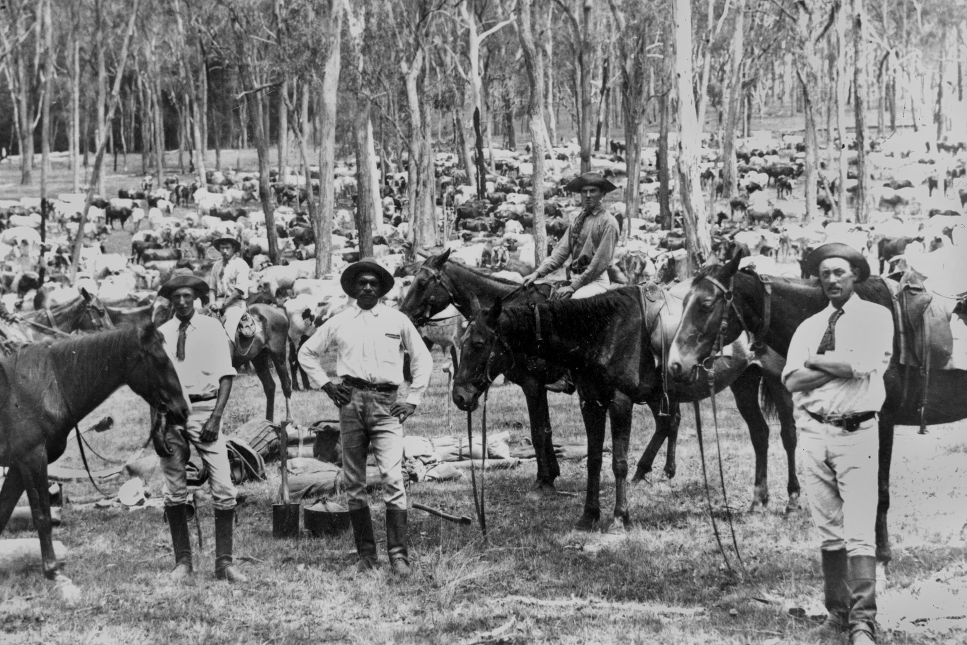 Drovers pose with their horses while camping equipment lays strewn on the ground. The cattle are herded amongst the trees in the background.