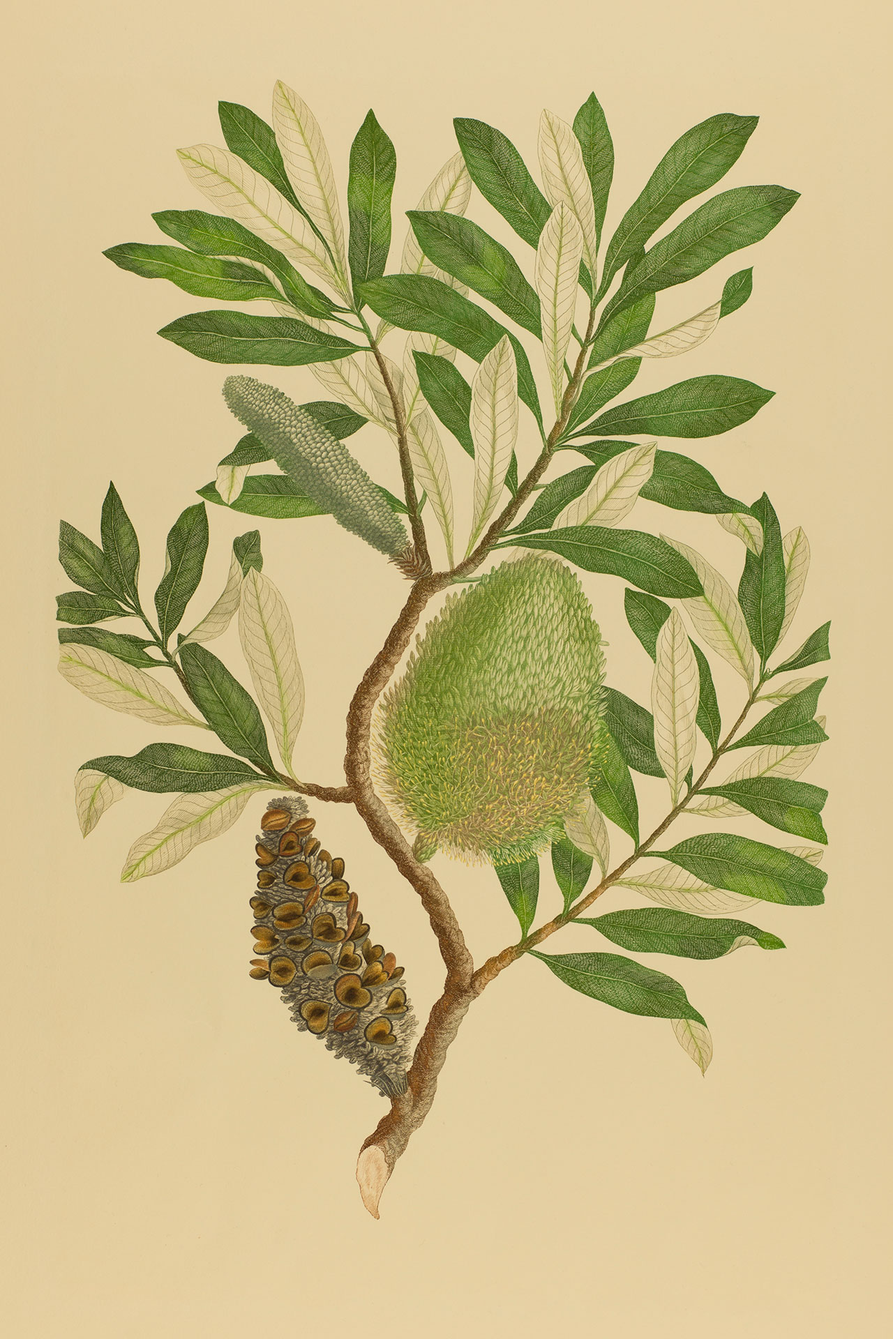 Banksia integrifolia [Gympie Stinger], Banks Florilegium plate 284.