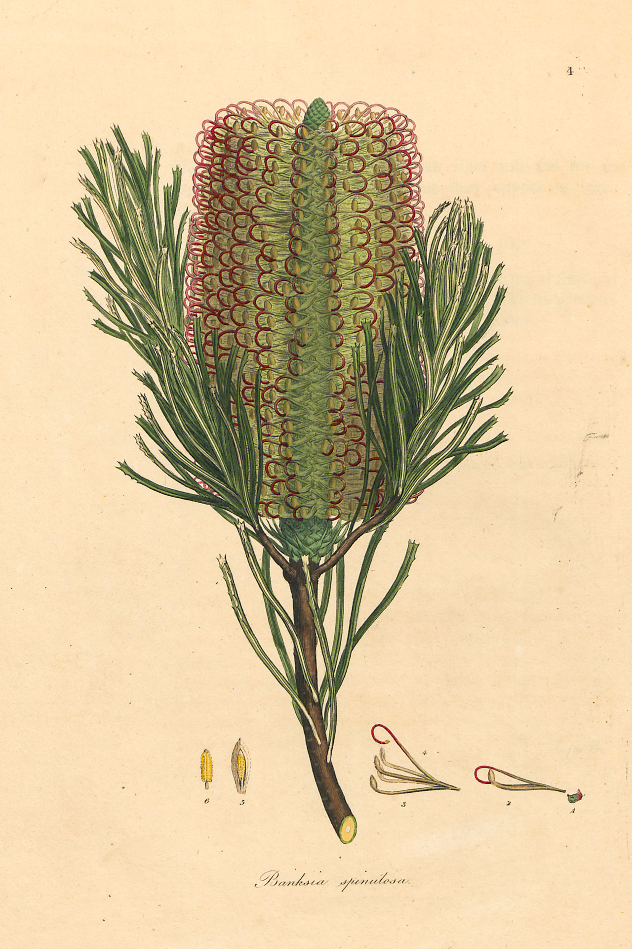 Banksia spinulosa.