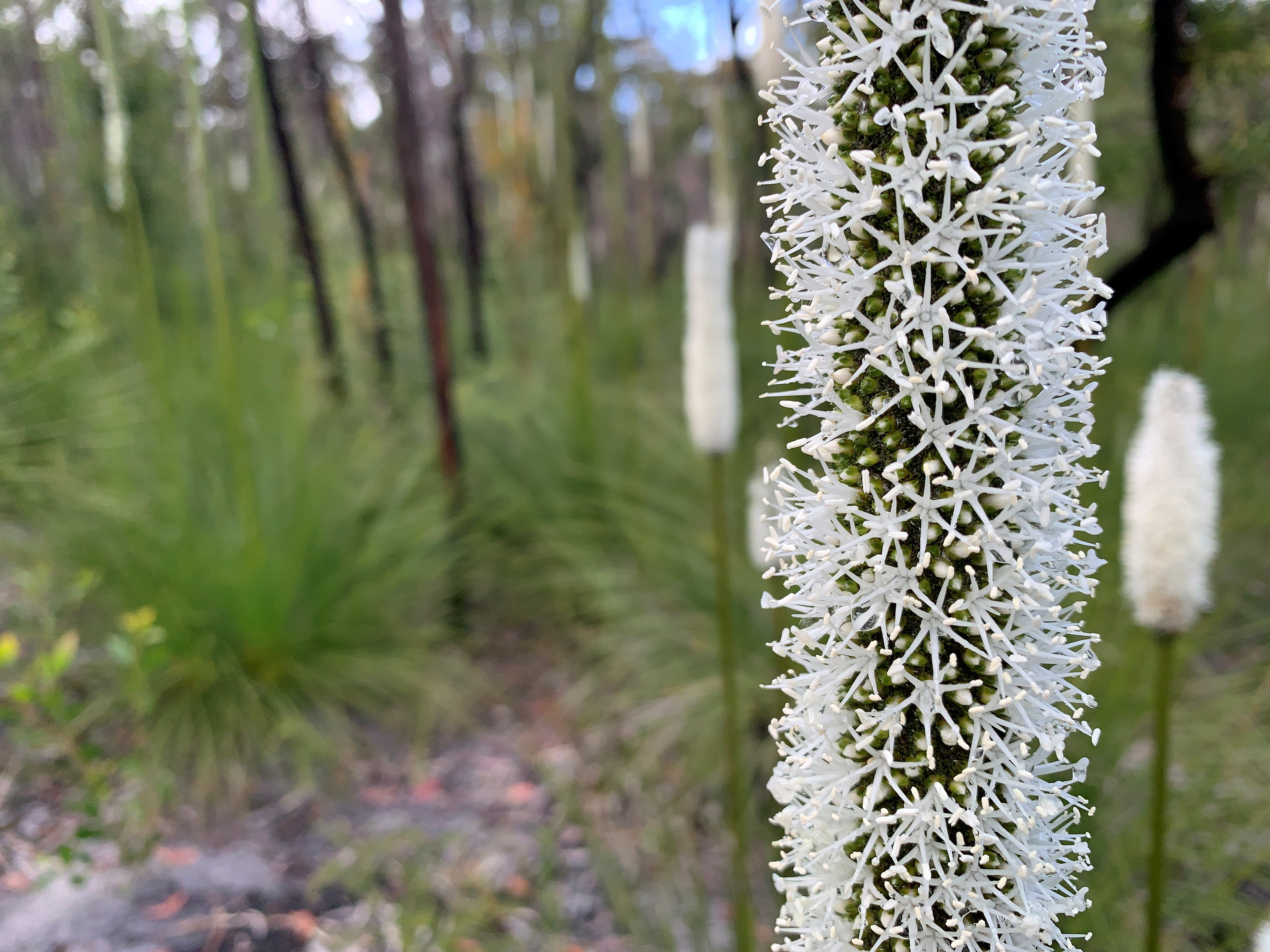 Flowering grass trees in the Great Sandy National Park, on Gubbi Gubbi Country.