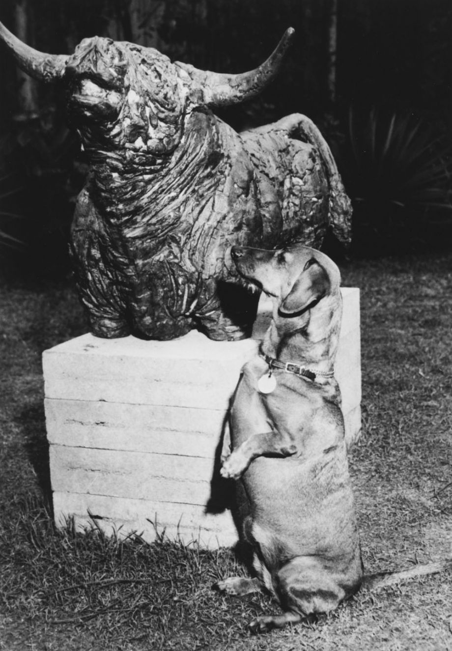 Lindy the Johnstone’s dachshund with Bull by Kathleen Shillam in the garden of The Johnstone Gallery at Cintra Road, 1965