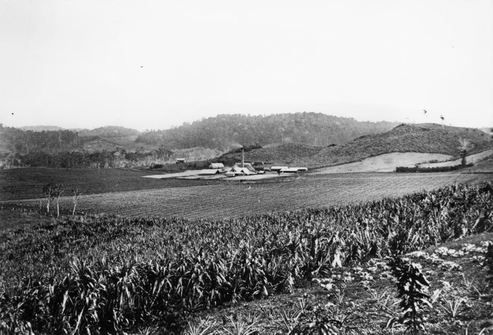  Cedars Sugar Plantation at Mackay, ca. 1880