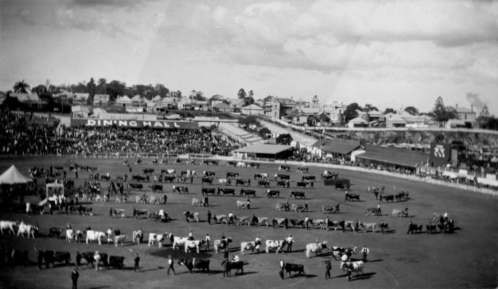 Cattle parading in the show ring in front of a large crowd at the Exhibition Ground, Brisbane 1914.